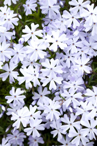 Phlox subulata Emerald Cushion Blue 9 cm Topf - Größe nach Saison