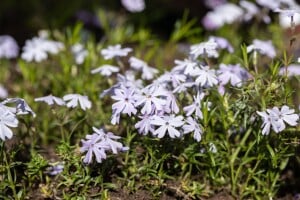 Phlox subulata Emerald Cushion Blue 9 cm Topf - Größe nach Saison