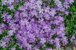 Phlox subulata Emerald Cushion Blue 9 cm Topf - Größe nach Saison