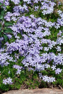 Phlox subulata Emerald Cushion Blue 9 cm Topf - Größe nach Saison