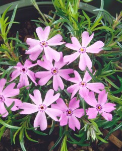 Phlox subulata Emerald Cushion Blue 9 cm Topf - Größe nach Saison