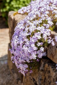 Phlox subulata Emerald Cushion Blue 9 cm Topf - Größe nach Saison