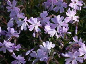 Phlox subulata Emerald Cushion Blue 9 cm Topf - Größe nach Saison