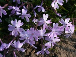 Phlox subulata Emerald Cushion Blue 9 cm Topf - Größe nach Saison