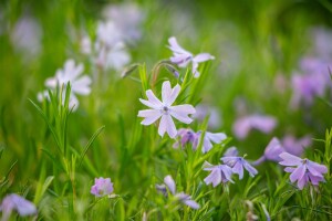 Phlox subulata Emerald Cushion Blue 9 cm Topf - Größe nach Saison