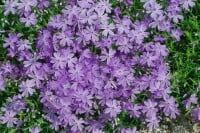 Phlox subulata Emerald Cushion Blue 9 cm Topf - Größe nach Saison