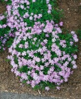 Phlox subulata Emerald Cushion Blue 9 cm Topf - Größe nach Saison