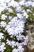 Phlox subulata Emerald Cushion Blue 9 cm Topf - Größe nach Saison