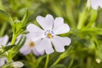 Phlox subulata Emerald Cushion Blue 9 cm Topf - Größe nach Saison