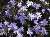 Phlox subulata Emerald Cushion Blue 9 cm Topf - Größe nach Saison