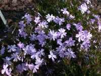 Phlox subulata Emerald Cushion Blue 9 cm Topf - Größe nach Saison