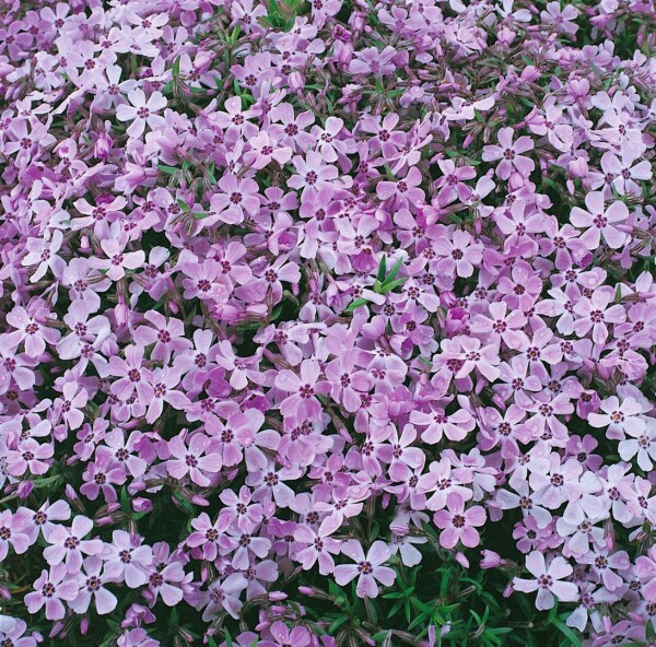 Phlox subulata Linner Traum 9 cm Topf - Größe nach Saison