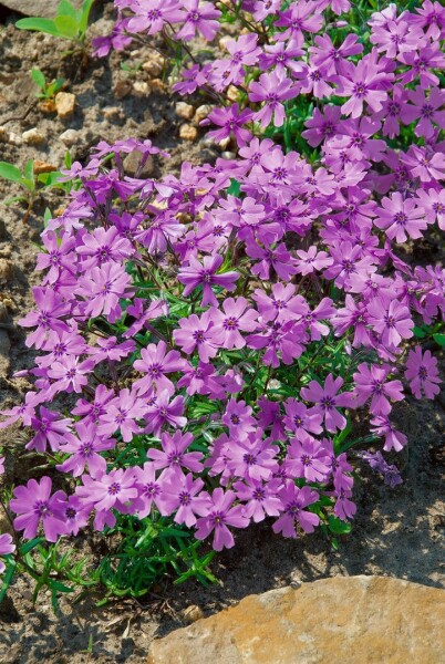 Phlox subulata Purple Beauty 9 cm Topf - Größe nach Saison