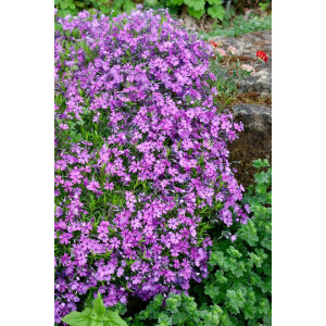 Phlox subulata Purple Beauty 9 cm Topf - Größe...