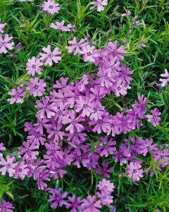 Phlox subulata Purple Beauty 9 cm Topf - Größe nach Saison