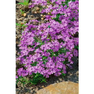 Phlox subulata Purple Beauty P 0,5