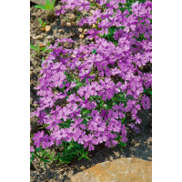 Phlox subulata Purple Beauty 9 cm Topf - Größe...