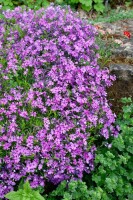 Phlox subulata Purple Beauty 9 cm Topf - Größe nach Saison