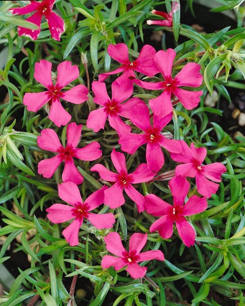 Phlox subulata Scarlet Flame 9 cm Topf - Größe nach Saison