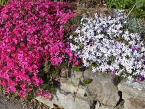 Phlox subulata Scarlet Flame 9 cm Topf - Größe nach Saison