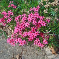 Phlox subulata Scarlet Flame 9 cm Topf - Größe nach Saison