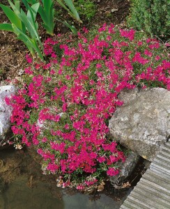 Phlox subulata Temiskaming 9 cm Topf - Größe nach Saison