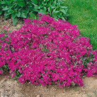 Phlox subulata Temiskaming 9 cm Topf - Größe nach Saison