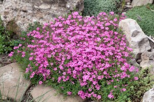 Phlox subulata Zwergenteppich 9 cm Topf - Größe nach Saison