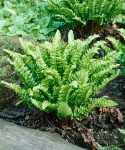 Phyllitis scolopendrium 9 cm Topf - Größe nach Saison