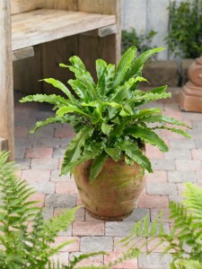 Phyllitis scolopendrium 9 cm Topf - Größe nach Saison