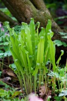 Phyllitis scolopendrium 9 cm Topf - Größe nach Saison