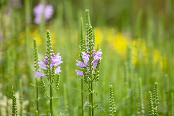 Physostegia virginiana Bouquet Rose 9 cm Topf - Größe nach Saison