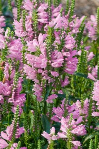 Physostegia virginiana Bouquet Rose 9 cm Topf - Größe nach Saison