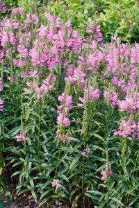 Physostegia virginiana Bouquet Rose 9 cm Topf - Größe nach Saison