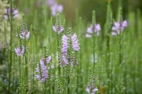 Physostegia virginiana Bouquet Rose 9 cm Topf - Größe nach Saison