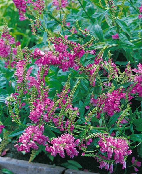 Physostegia virginiana Red Beauty 9 cm Topf - Größe nach Saison