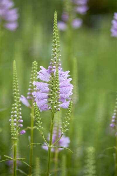 Physostegia virginiana Rosea, gen. 9 cm Topf - Größe nach Saison