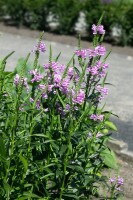 Physostegia virginiana Rosea, gen. 9 cm Topf - Größe nach Saison