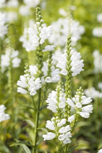 Physostegia virginiana Summer Snow 9 cm Topf - Größe nach Saison