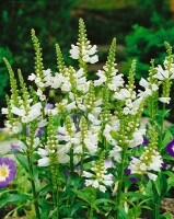 Physostegia virginiana Summer Snow 9 cm Topf - Größe nach Saison