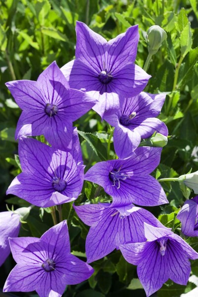 Platycodon grandiflorus Fuji Blue 9 cm Topf - Größe nach Saison