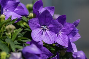 Platycodon grandiflorus Fuji Blue 9 cm Topf - Größe nach Saison