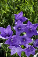 Platycodon grandiflorus Fuji Blue 9 cm Topf - Größe nach Saison