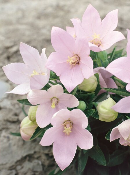 Platycodon grandiflorus Fuji Pink 9 cm Topf - Größe nach Saison