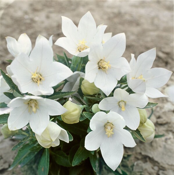 Platycodon grandiflorus Fuji White 9 cm Topf - Größe nach Saison