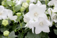 Platycodon grandiflorus Fuji White 9 cm Topf - Größe nach Saison