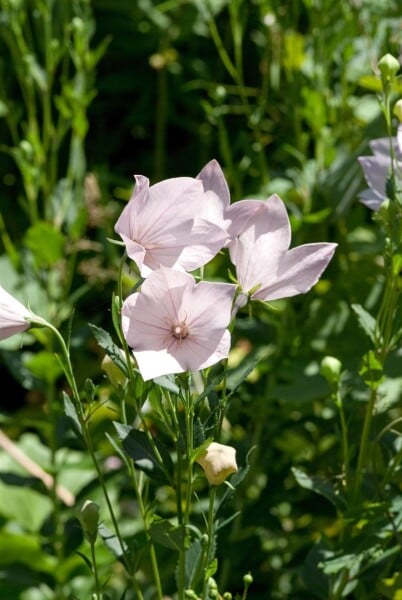 Platycodon grandiflorus Perlmutterschale 9 cm Topf - Größe nach Saison