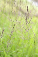 Poa chaixii 9 cm Topf - Größe nach Saison