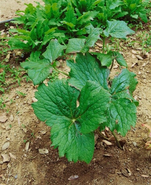 Podophyllum peltatum 11 cm Topf - Größe nach Saison