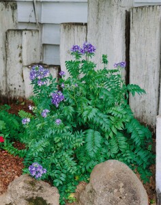 Polemonium caeruleum 9 cm Topf - Größe nach Saison